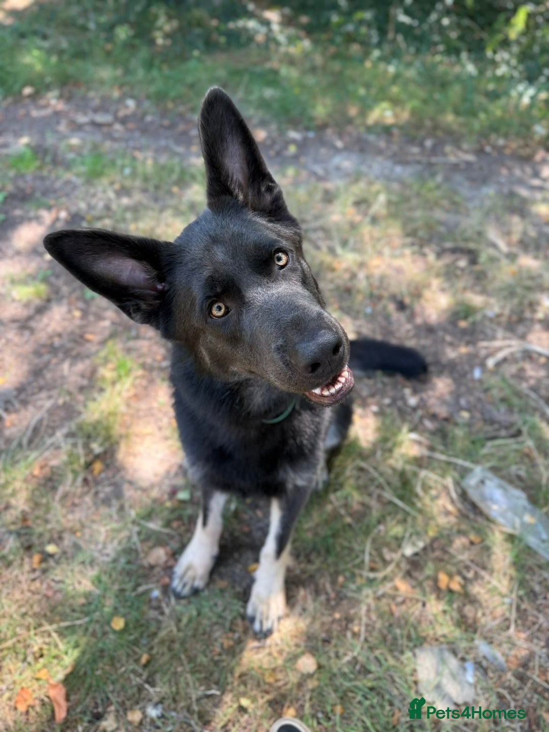 German Shepherd dogs for sale: Gorgeous blue and tan German Shepherd - Image 1