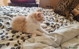 Mixed Breed cats for sale: Half norweigen forest cat 1/4 bengal 1/4 longhair - Image 4