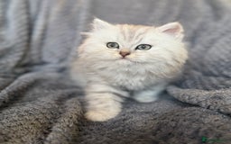 British Longhair cats for sale: Stunning fluffy Maine coon x british longhair  - Image 3