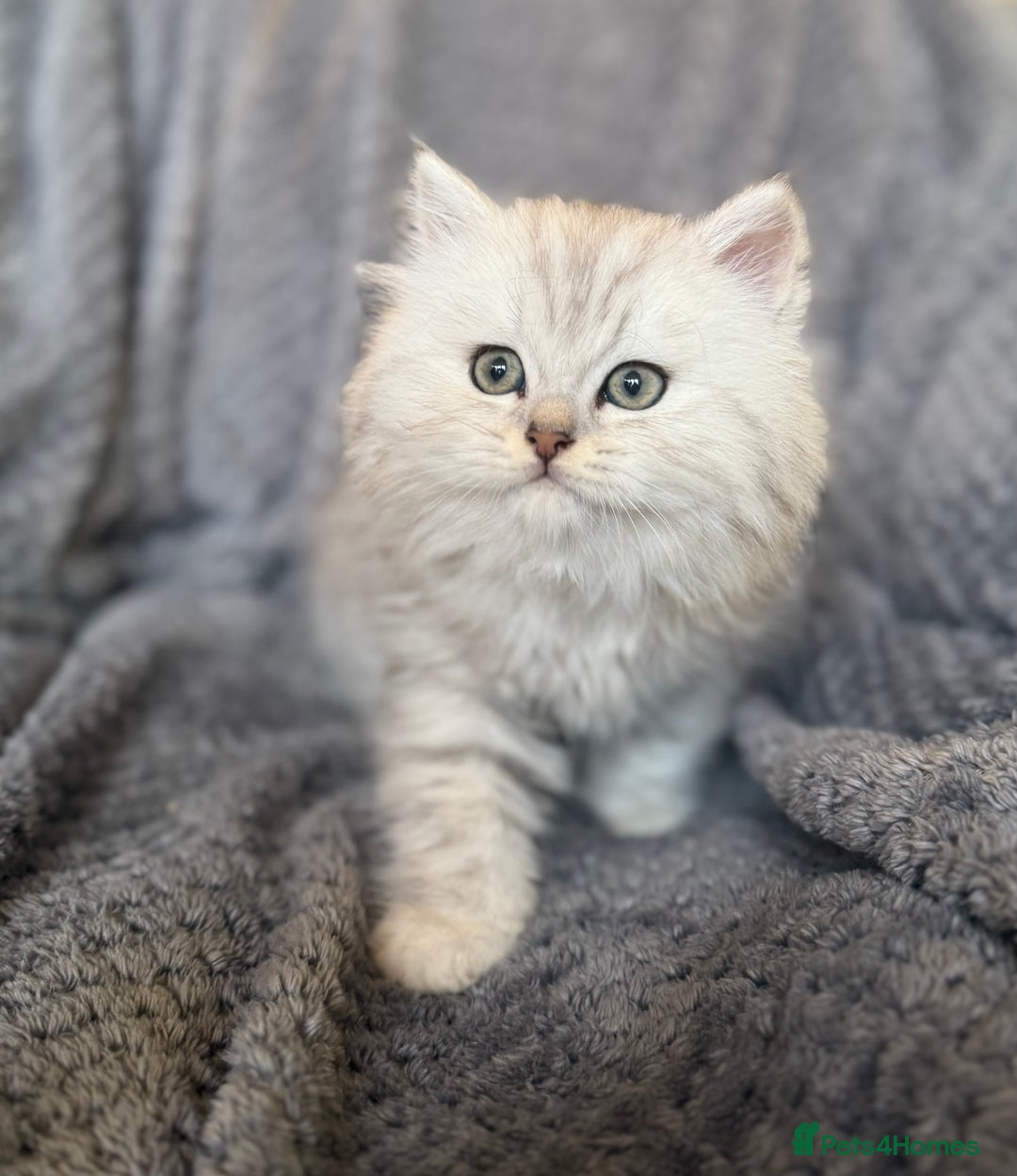 British Longhair cats for sale: Stunning fluffy Maine coon x british longhair  - Image 3