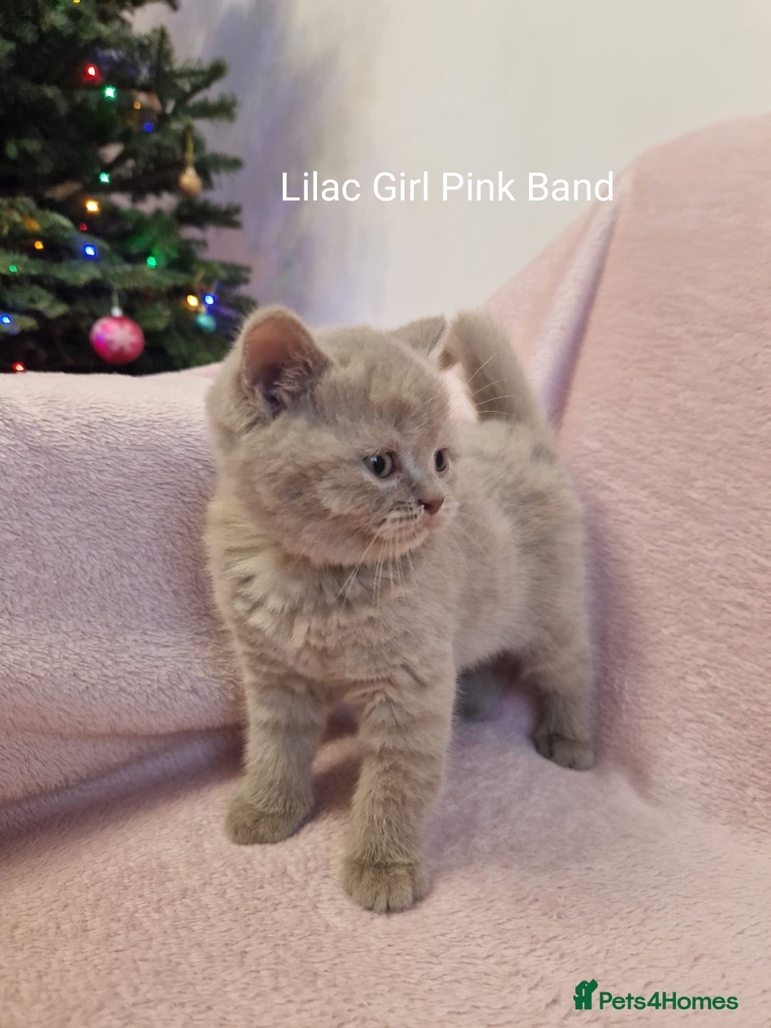 British Shorthair cats for sale: All Reserved Now. - Advert 17