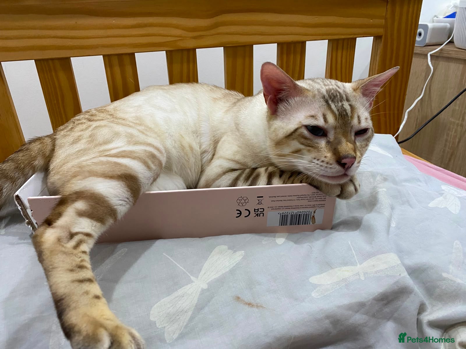 Bengal cats for stud: Male Bengal looking for some loving. in London - Advert 5