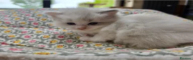 Ragdoll 2