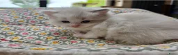 Ragdoll cats for sale: 3 Ragdoll Girls - Advert 4
