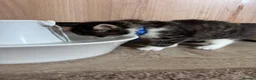 Mixed Breed cats for sale: Four lovely kittens - Advert 10