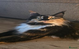 Maine Coon cats for sale: TICA registered pedigree Maincoon kittens - Image 16