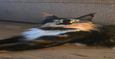 Maine Coon cats - Advert 15