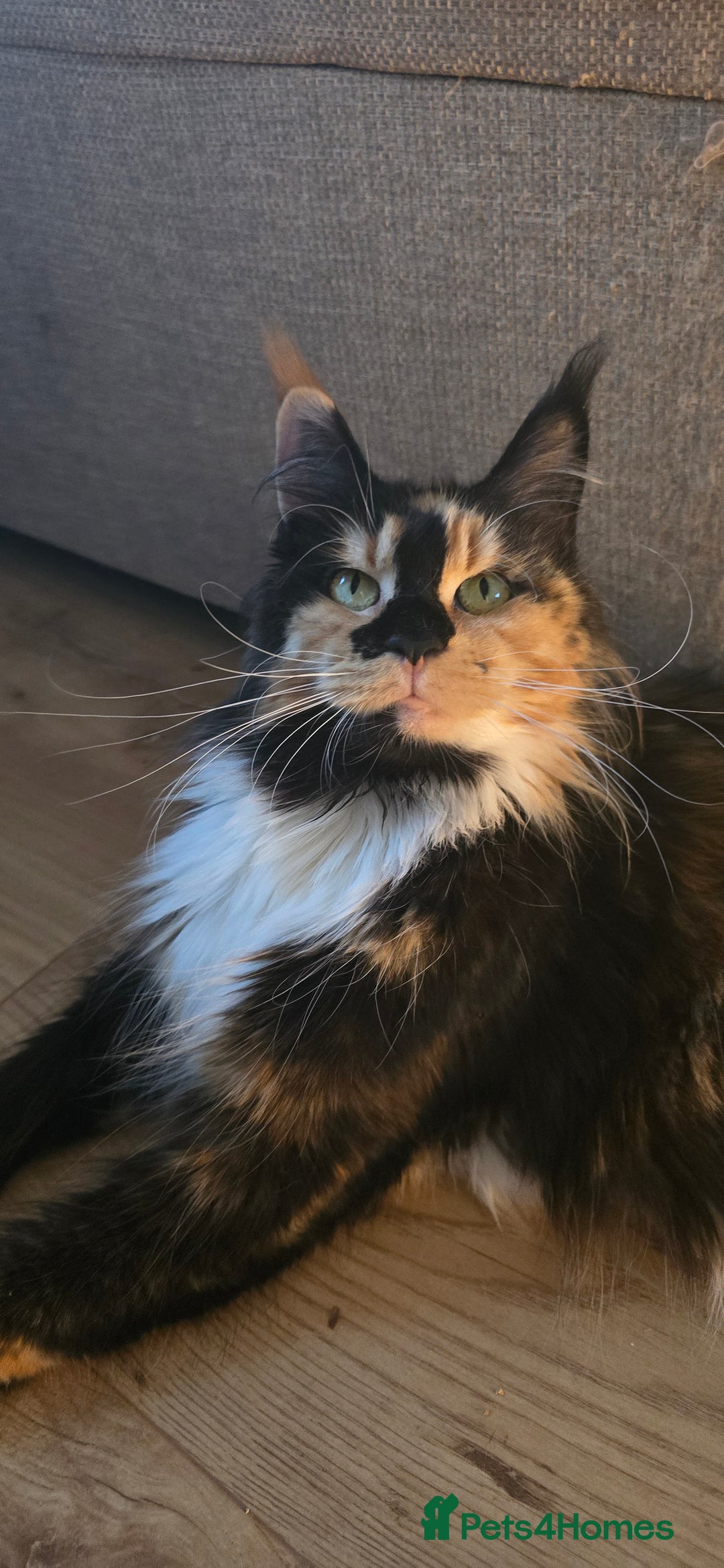 Maine Coon cats for sale: TICA registered pedigree Maincoon kittens - Image 16