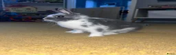 Netherland Dwarf rabbits for sale: Netherland Dwarth Rabbit  - Advert 5
