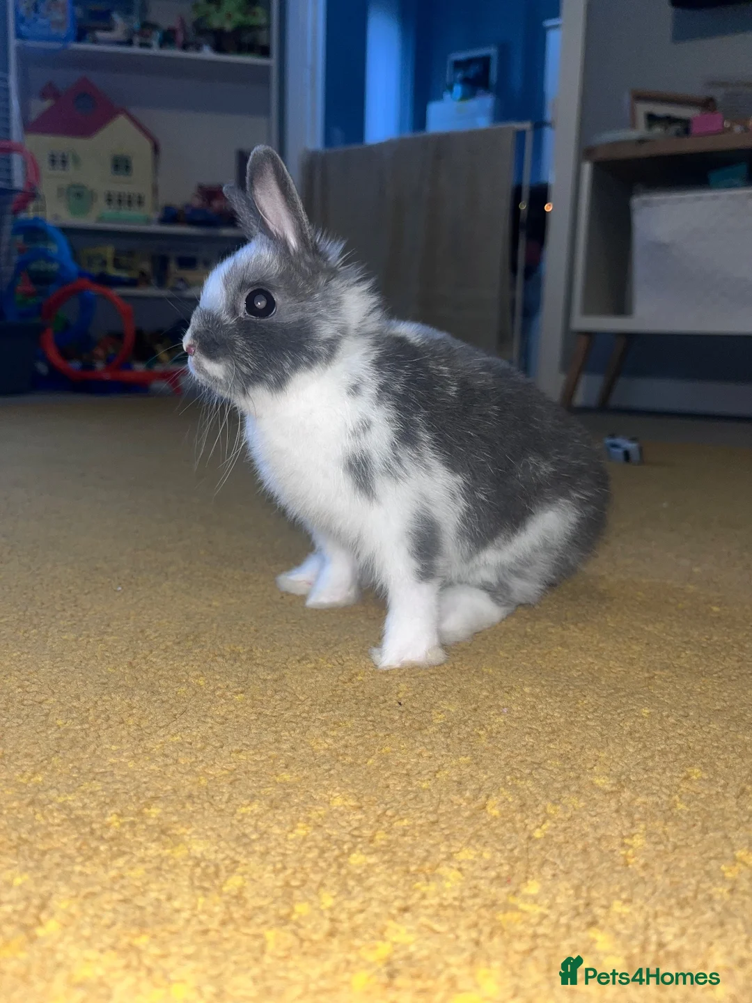 Netherland Dwarf rabbits for sale: Netherland Dwarth Rabbit  - Advert 5