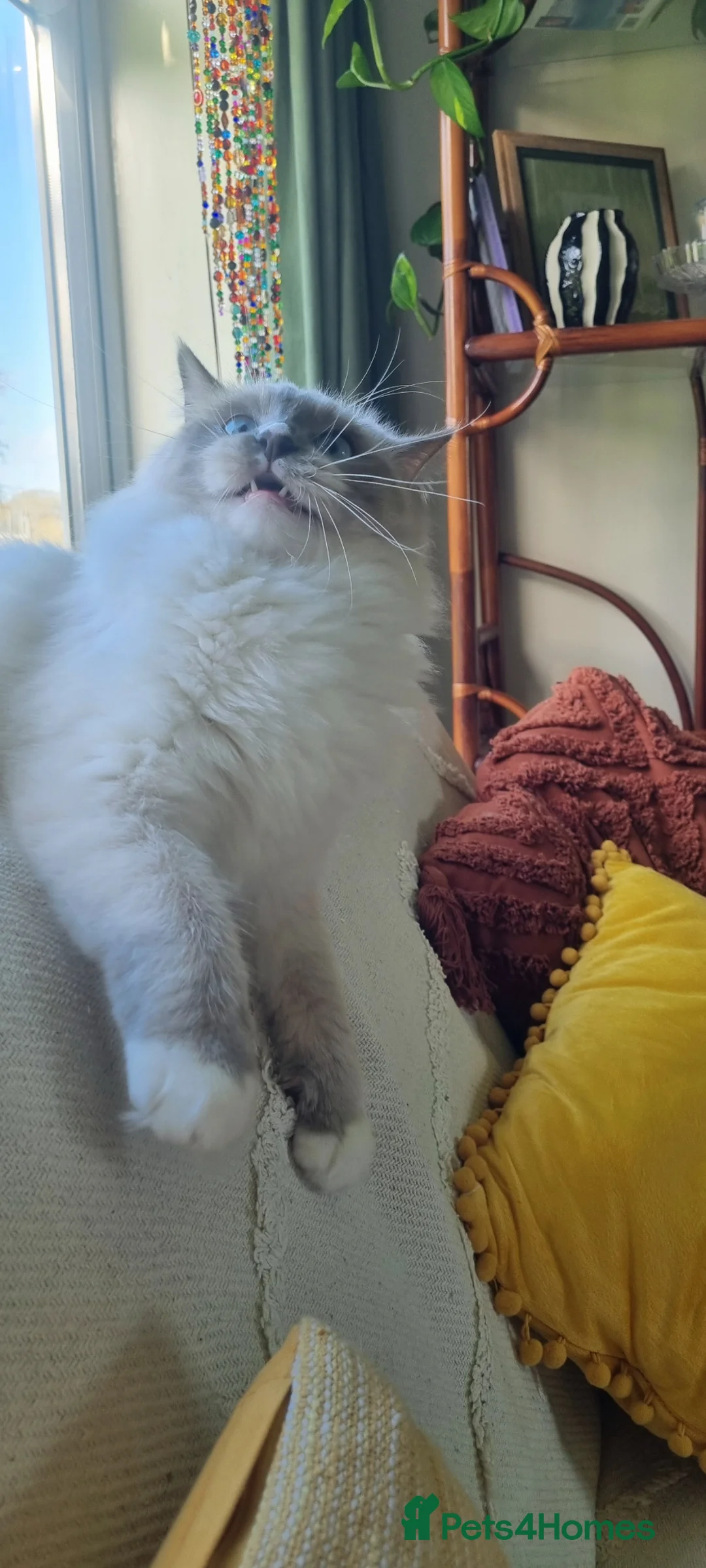 Ragdoll cats for sale: Fluffy Ragdoll  kittens  - Advert 1