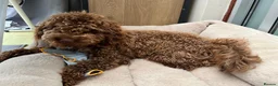 Cockapoo dogs for sale: Gorgeous Cappuccino Curly Cockapoo in Milton Keynes - Advert 7