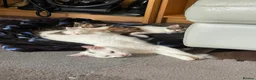 Mixed Breed cats for sale: MIXED BREEDS CATS NEED GONE ASAP in Motherwell - Advert 1