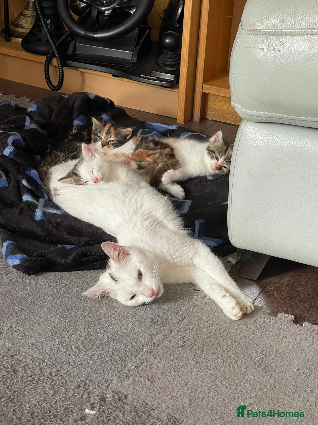 Mixed Breed cats for sale: MIXED BREEDS CATS NEED GONE ASAP in Motherwell - Advert 1