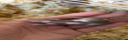 Hamster rodents for sale: Baby Syrian hamsters - Advert 3