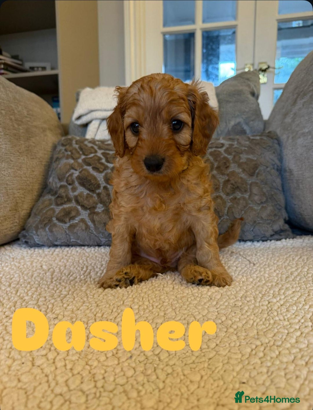 Cavapoo dogs for sale: Beautiful F1B cavapoo “teddy bear” puppies  - Advert 3