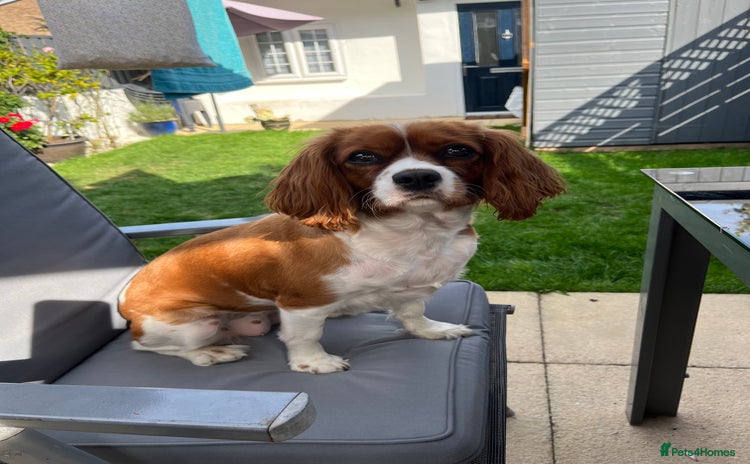 Cavalier King Charles Spaniel dogs - Advert 10