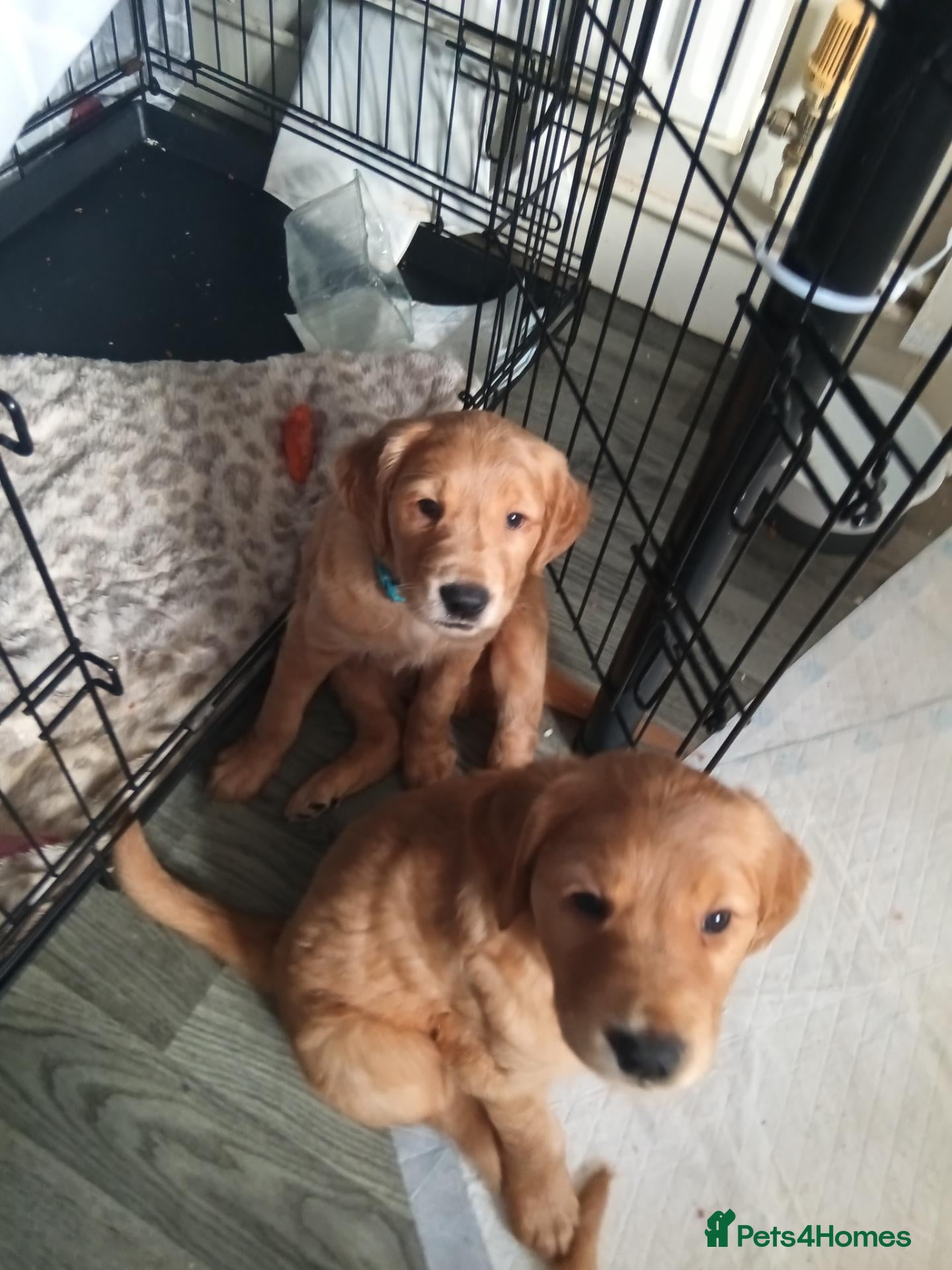 Golden Retriever dogs 2 boys KC reg Red Golden retriever fully health te - Advert 1