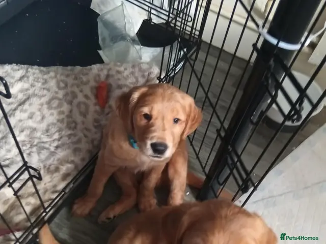 Golden Retriever dogs 2 boys ready to leave KC reg Red Golden retriever - Advert 3