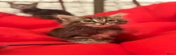 Mixed Breed cats for sale: 🐾 6 Beautiful Bengal × British Longhair Kittens🐾 - Advert 39