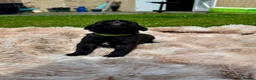 Cane Corso dogs for sale: Cane corso - Advert 11