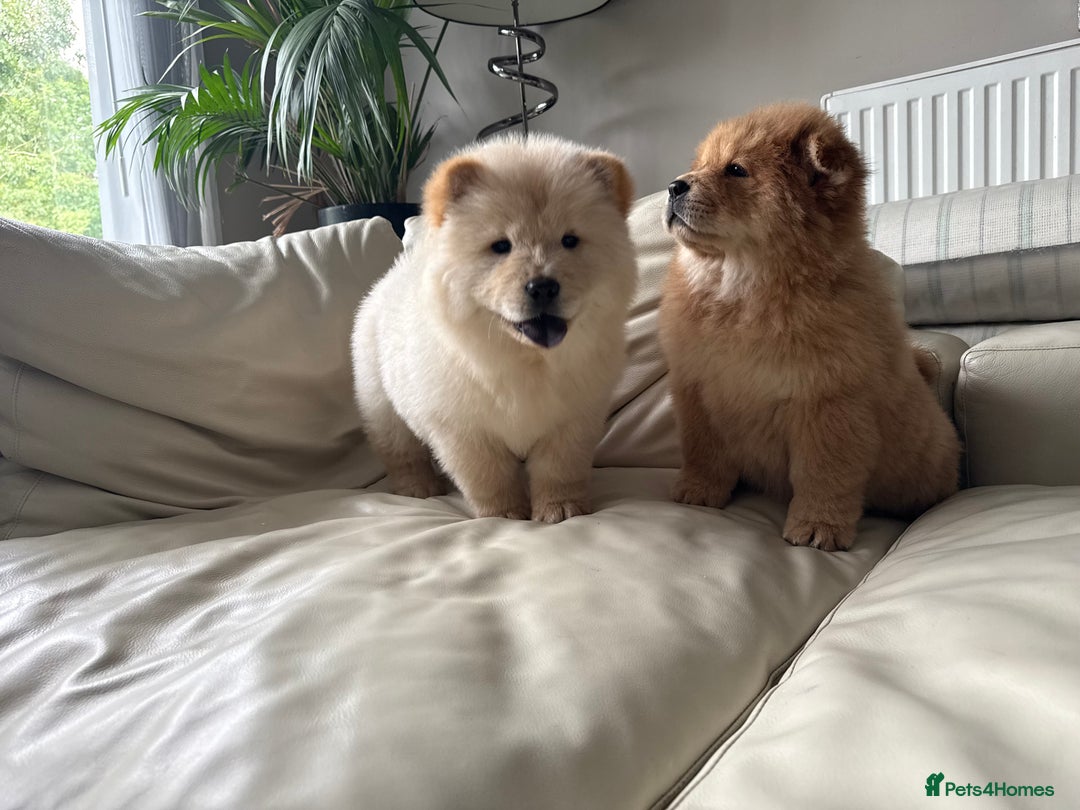 Chow Chow dogs for sale: Chow chow last 1 red female in picture  - Image 16