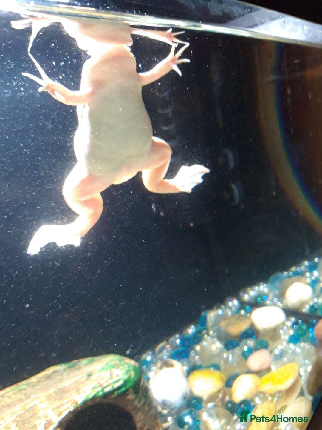 Frog reptiles for sale: 2 albino African clawed frogs - Image 1