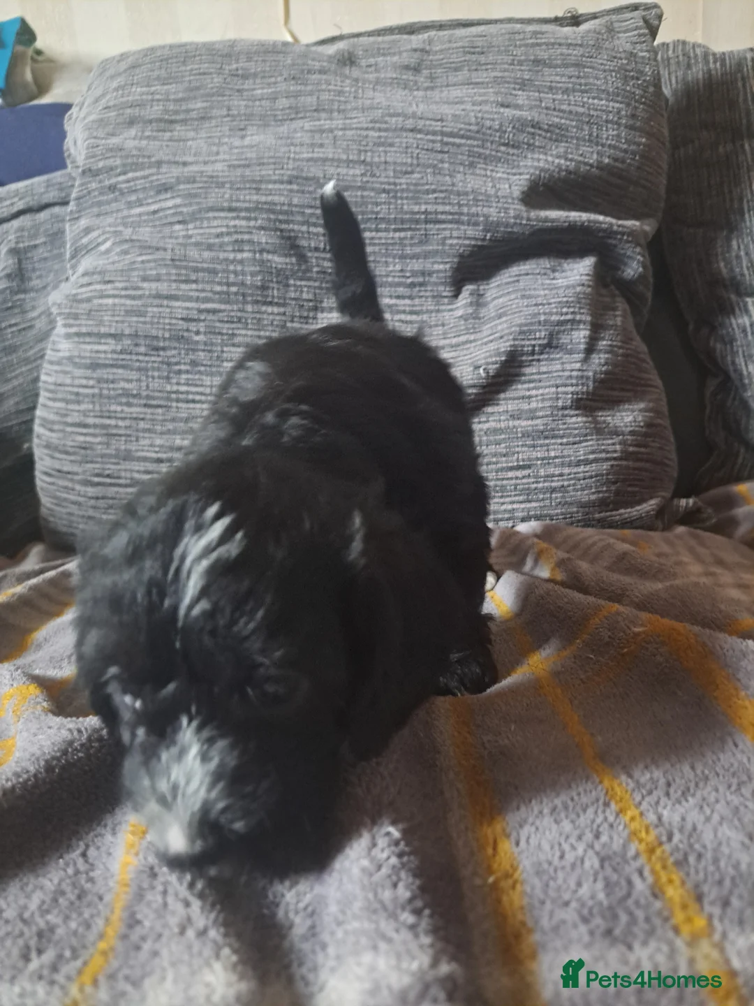 Mixed Breed dogs for sale: cockerpoo x jack russel pups  in Preston - Advert 2