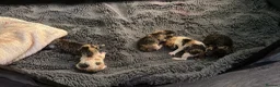 British Shorthair cats for sale: Very rare calico Bsh kittens  - Advert 5