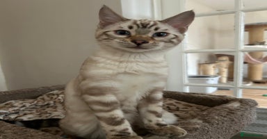 Bengal cats OUTSTANDING TICA reg BENGAL KITTENS - Advert 4