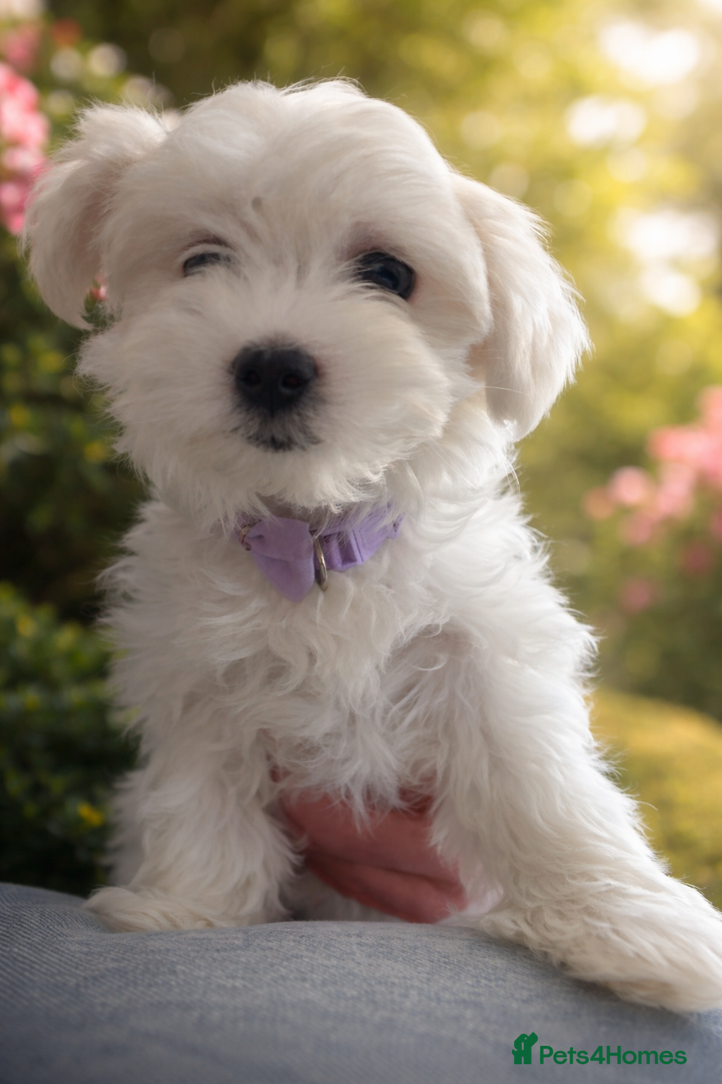 Maltese dogs 🩷 2 beautiful Korean Maltese girls left 🩷 - Advert 9