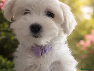 Maltese dogs 🩷 2 beautiful Korean Maltese girls left 🩷 - Advert 9