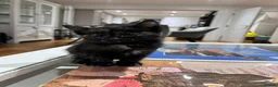 Mixed Breed cats for sale: Furry Kittens ready for their forever home! - Advert 14