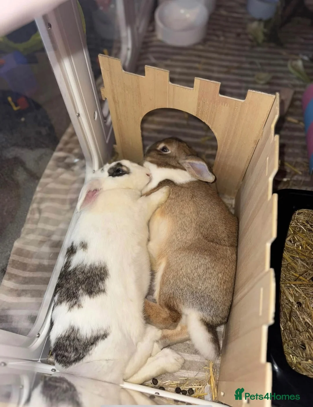 Mixed Breed rabbits for sale: M&F bonded pair Rabbits  in Derby - Advert 2