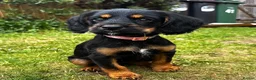 Mixed Breed dogs for sale: Little girl up for sale.  - Advert 2