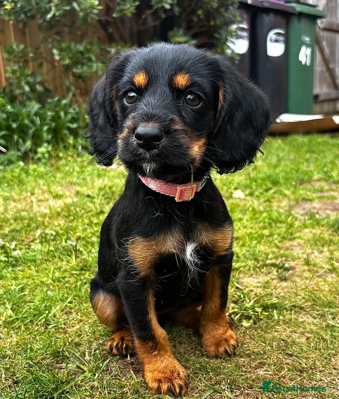 Mixed Breed dogs for sale: Little girl up for sale.  - Advert 2