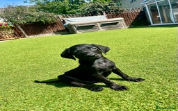 Labrador Retriever dogs for sale: Stunning litter of Black Labrador puppies  in Lydbury North - Image 25