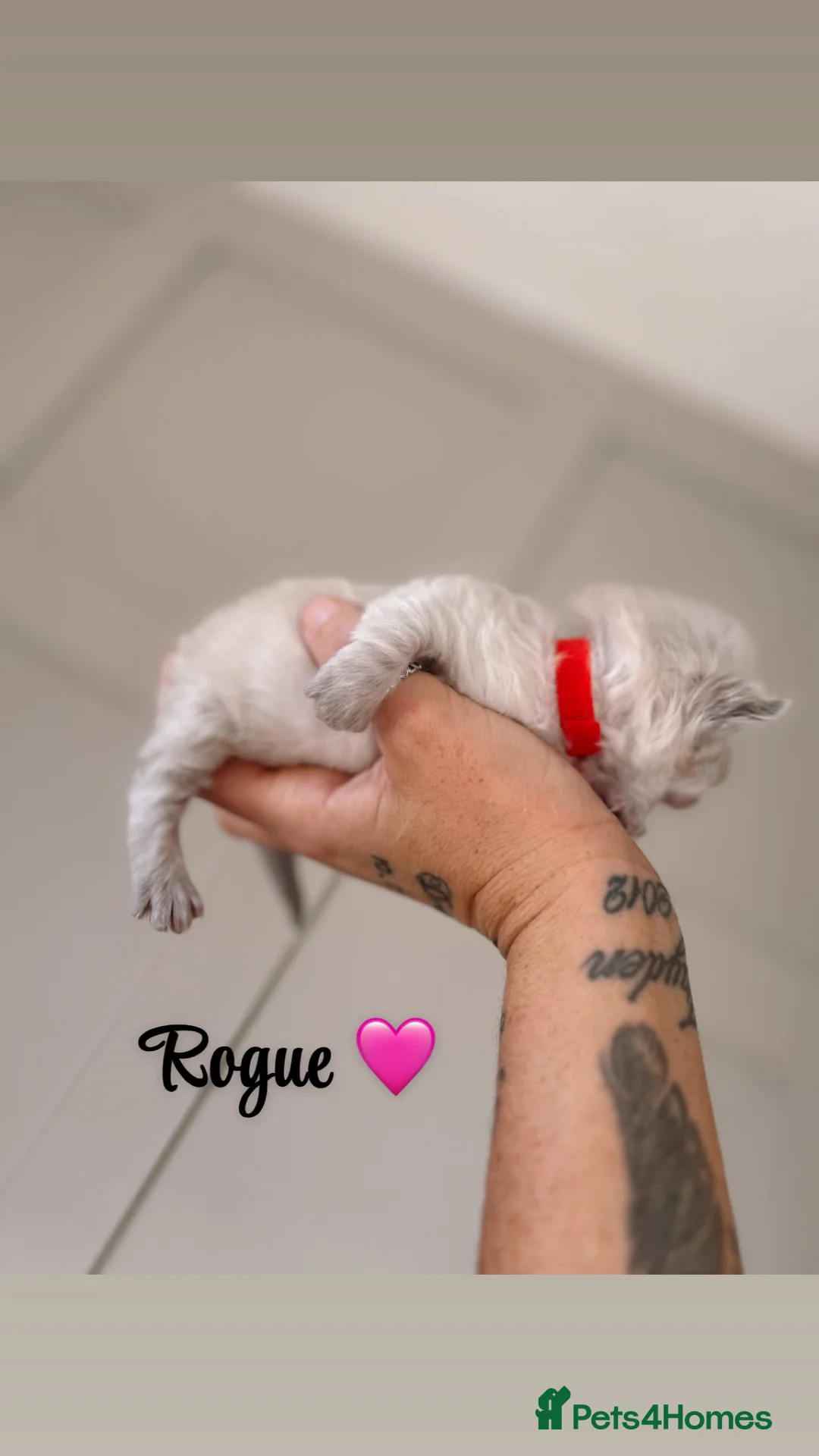 Ragdoll cats for sale: Ragdoll kittens for sale  - Advert 4