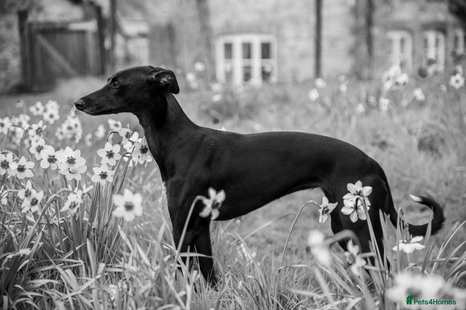 Mixed Breed dogs for sale: Black Isle Long Snoot puppies for sale  - Advert 1