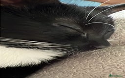 Mixed Breed cats for sale: Adorable mischief looking for a new happy home - Image 3