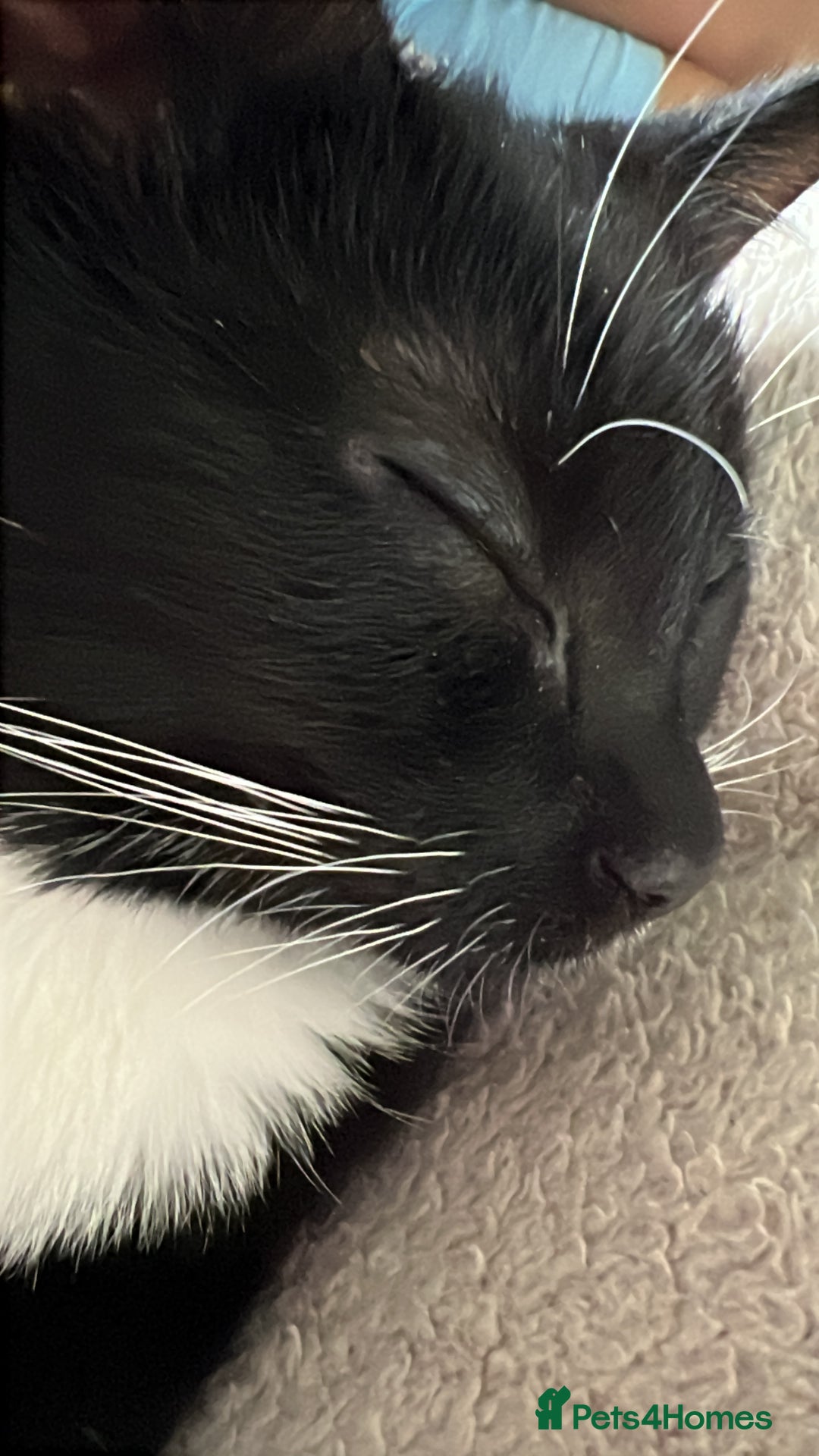 Mixed Breed cats for sale: Adorable mischief looking for a new happy home - Image 3