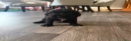 Cocker Spaniel dogs for sale: Show/working cocker spaniels🐶 - Advert 11