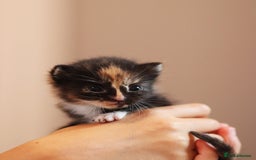 Mixed Breed cats for sale: Adorable kittens looking for a loving home - Image 7