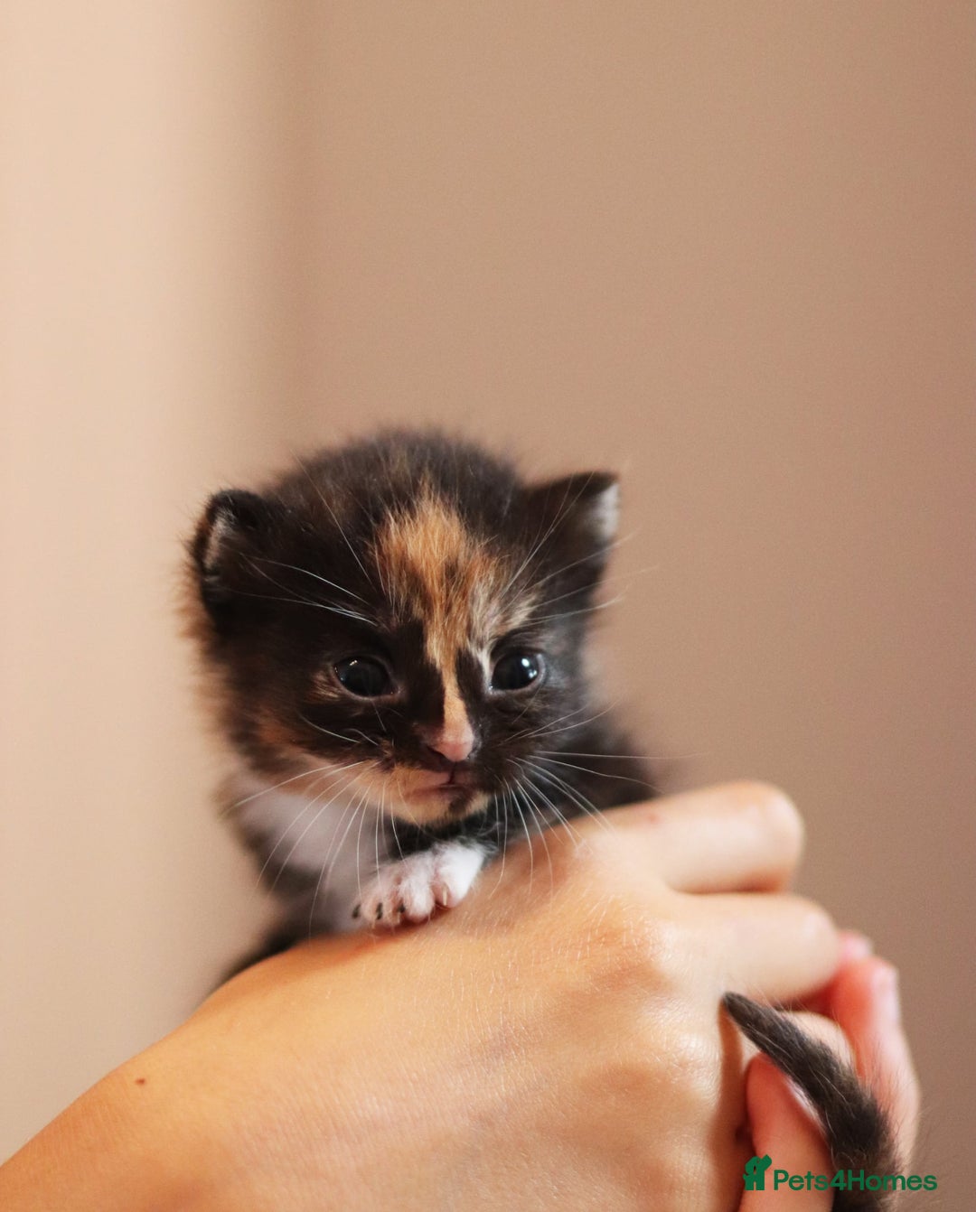Mixed Breed cats for sale: Adorable kittens looking for a loving home - Image 7