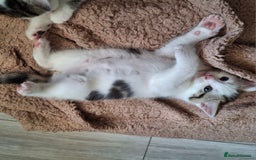 Mixed Breed cats for sale: 3 Adorable Fluffy Kittens - Image 18