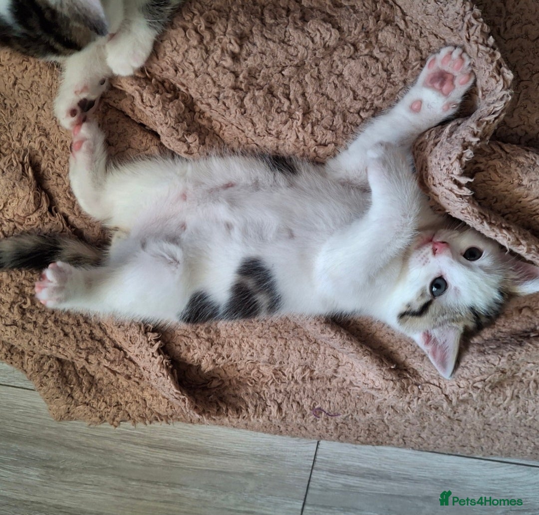 Mixed Breed cats for sale: 3 Adorable Fluffy Kittens - Image 18