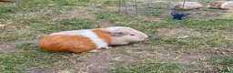 Guinea Pig rodents for sale: Adorable adult female guinea pigs  in London - Advert 4