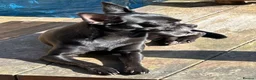 Chihuahua dogs for sale: Short Haired Chihuahua Apple Head KC Reg Puppies - Advert 11