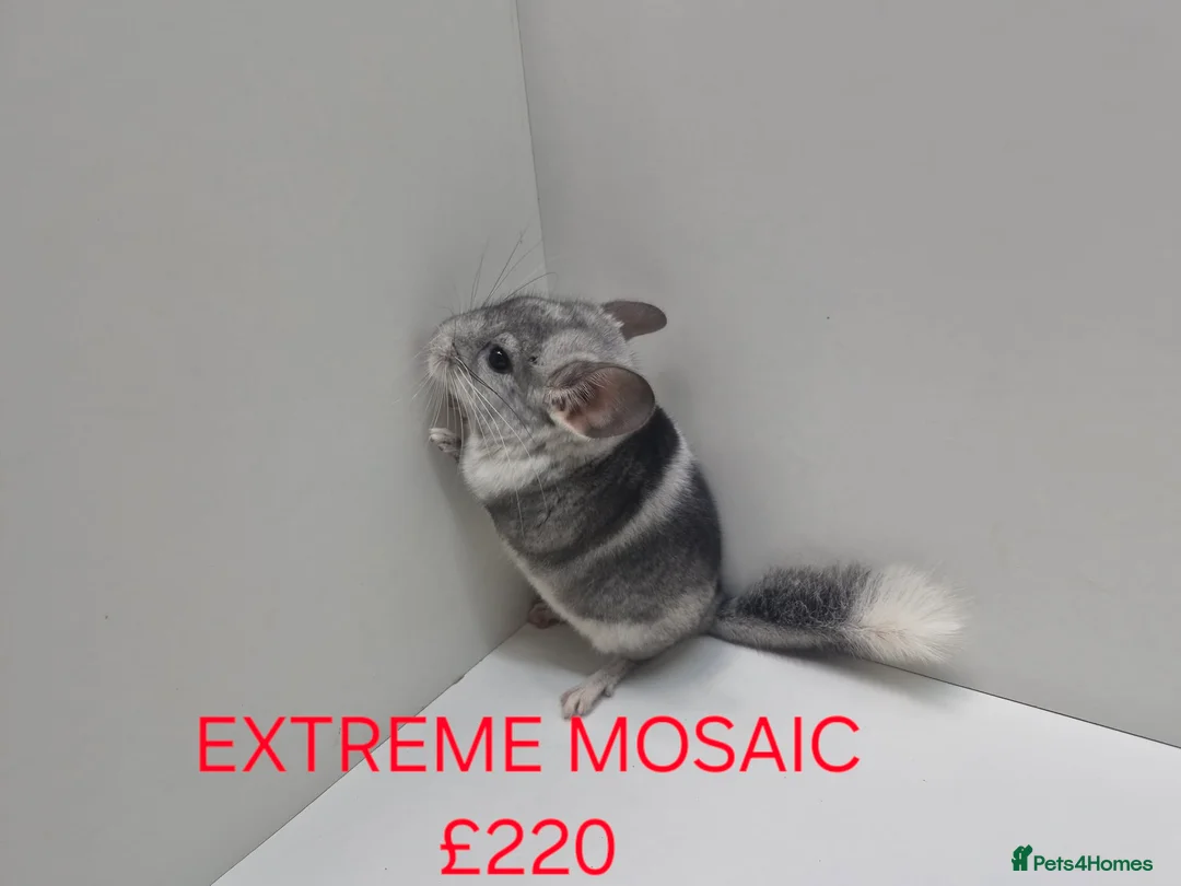 Chinchilla rodents for sale: STUNNING BABIES CHINCHILLA MIX COLOURS AND GENDER  in Sutton-in-Ashfield - Advert 2