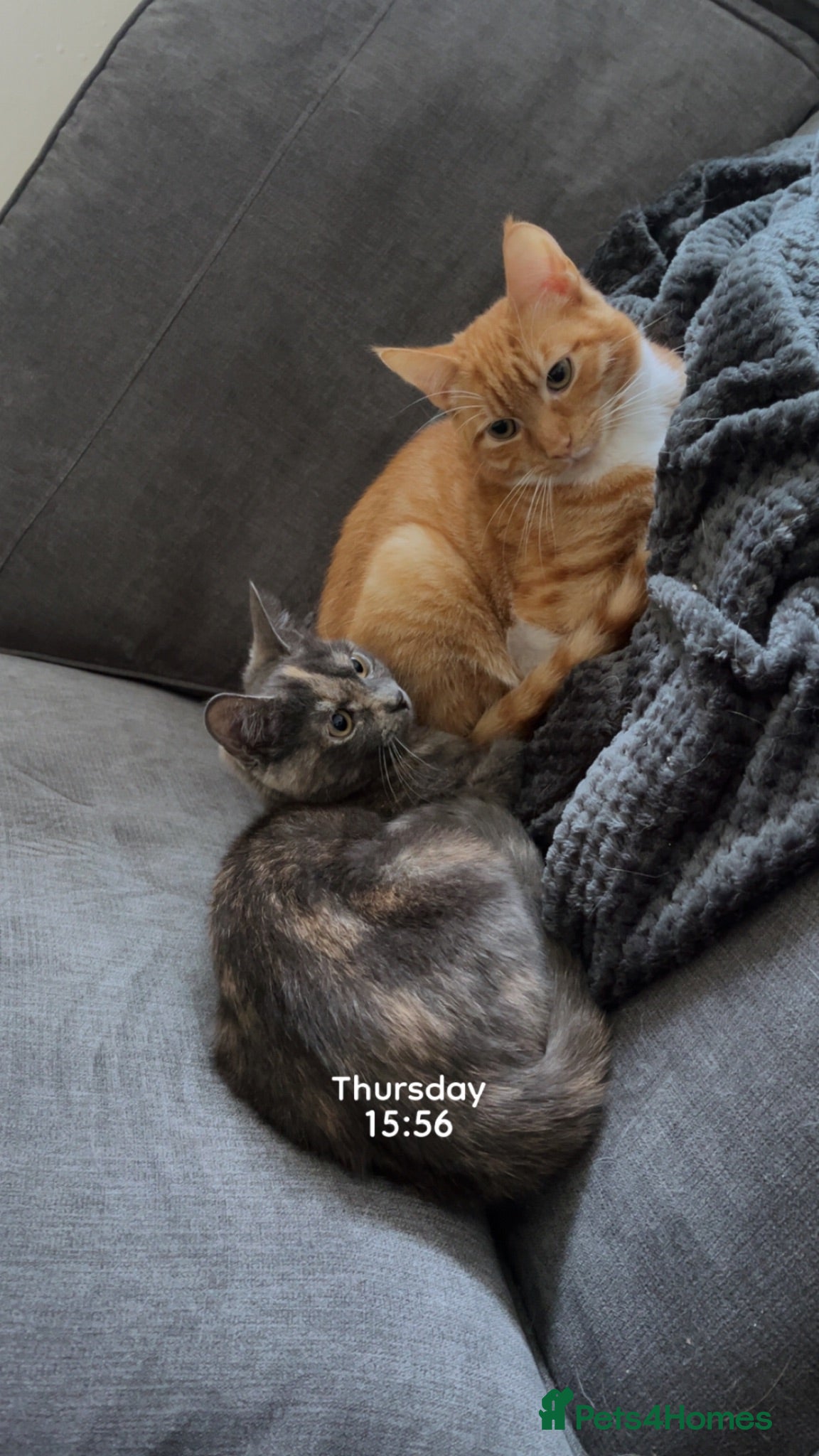 Mixed Breed cats 2 8 months old cats to go together  - Advert 2